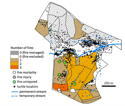 Fig 2. from: Roe, J. H., Wild, K. H., & Chavez, M. S. (2019). Responses of a forest-dwelling terrestrial turtle, Terrapene carolina, to prescribed fire in a Longleaf Pine ecosystem. Forest ecology and management, 432, 949-95
